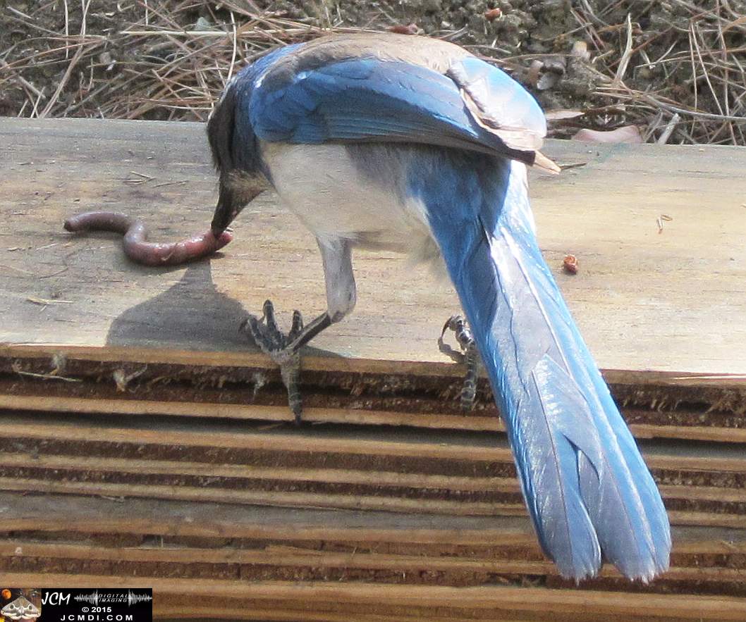 Scrub Jay Documentary documentary worm bait